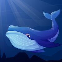 Киттер туралы 24 қызықты дерек